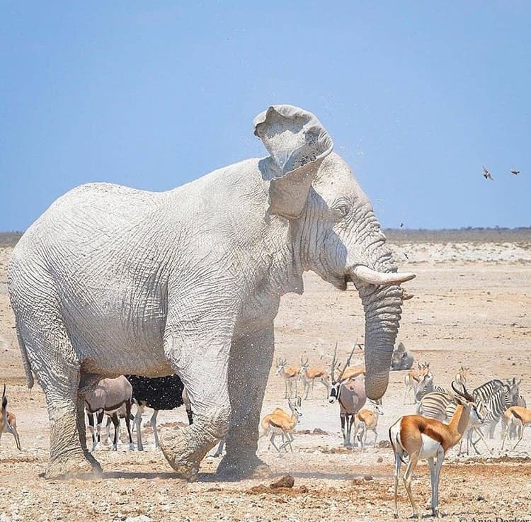 Giant white bull elephant in Etosha - The Best Places to See Wildlife in Namibia