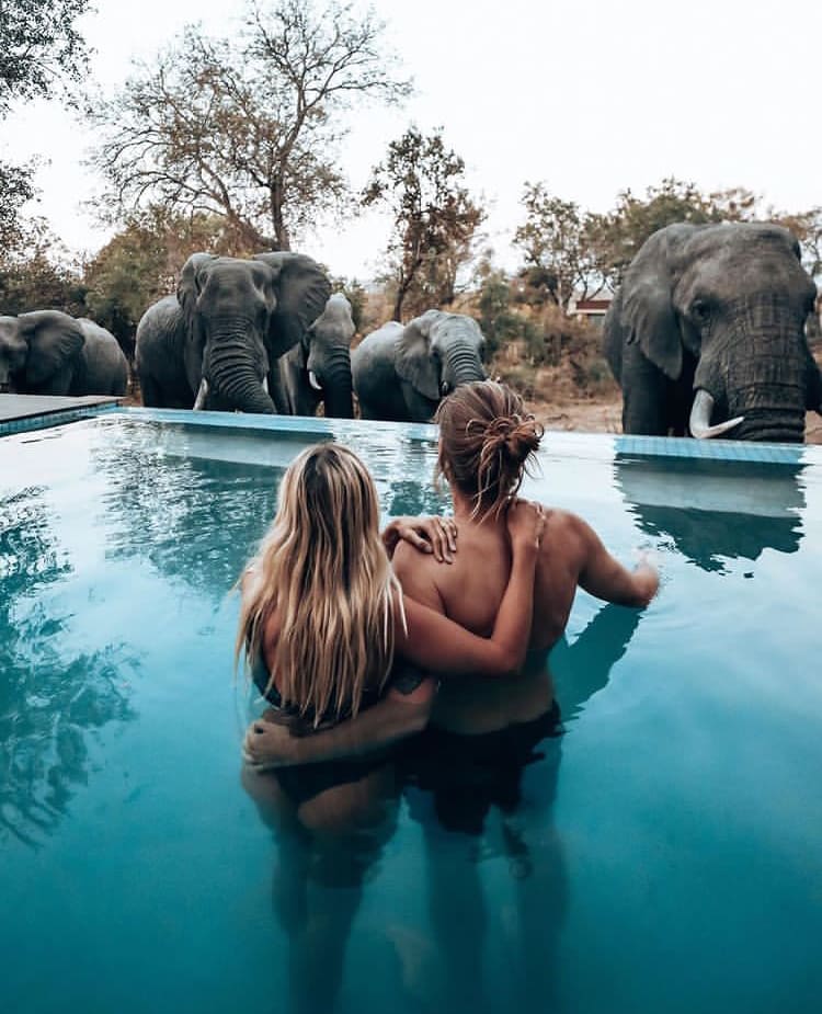 Elephants drinking from a pool while a young couple swim - The Best Private Game Reserves in South Africa