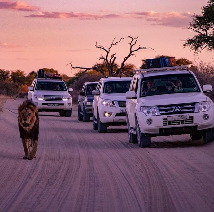 A row of vehicles follow a male lion down a dirt road in the Kgalagadi