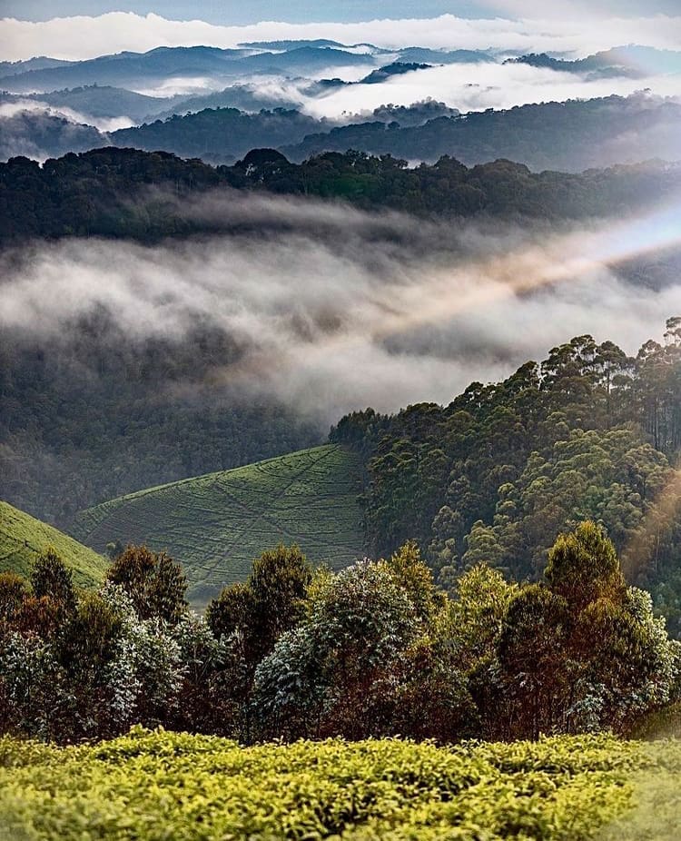 Views over the misty mountain range in Nyungwe Forest National Park