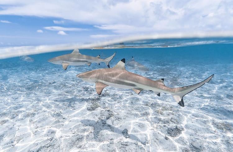 Sharks swimming in Bora Bora