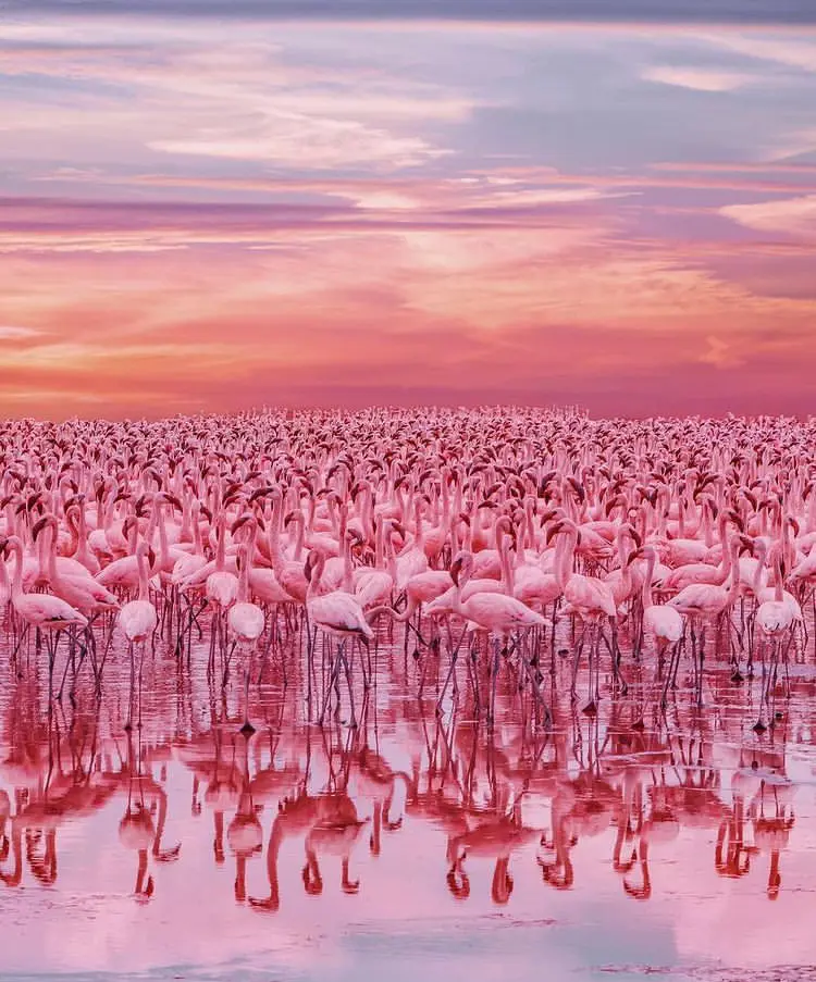 Large flock of pink flamingo spread across Lake Nakuru - The 17 Best Things To Do in Nairobi, Kenya