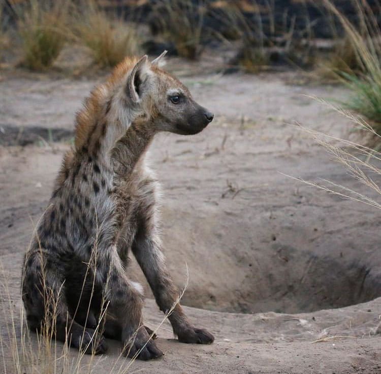 Spotted Hyena pup sitting outside the den in Queen Elizabeth National Park