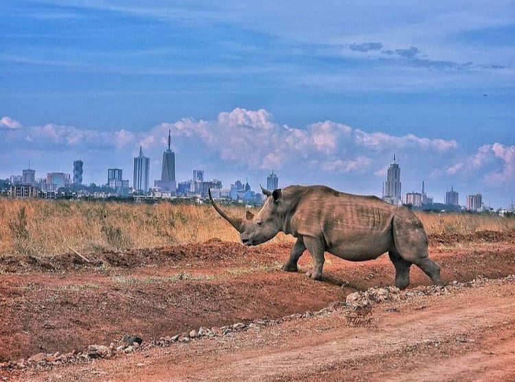 Large Rhino walks infront of the Nairobi city skyline - The Best Things To Do in Nairobi, Kenya