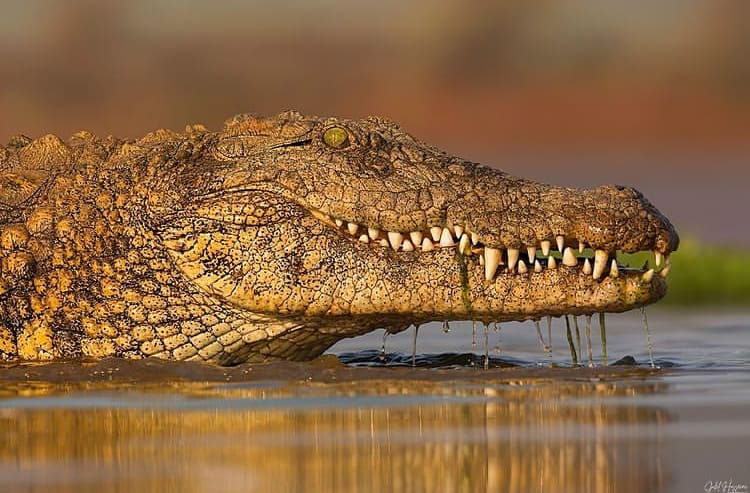 Nile crocodile in the shallows in Murchison Falls National Park