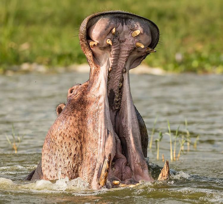 A hippo showing off its impressive jaws while yawning in Queen Elizabeth National Park