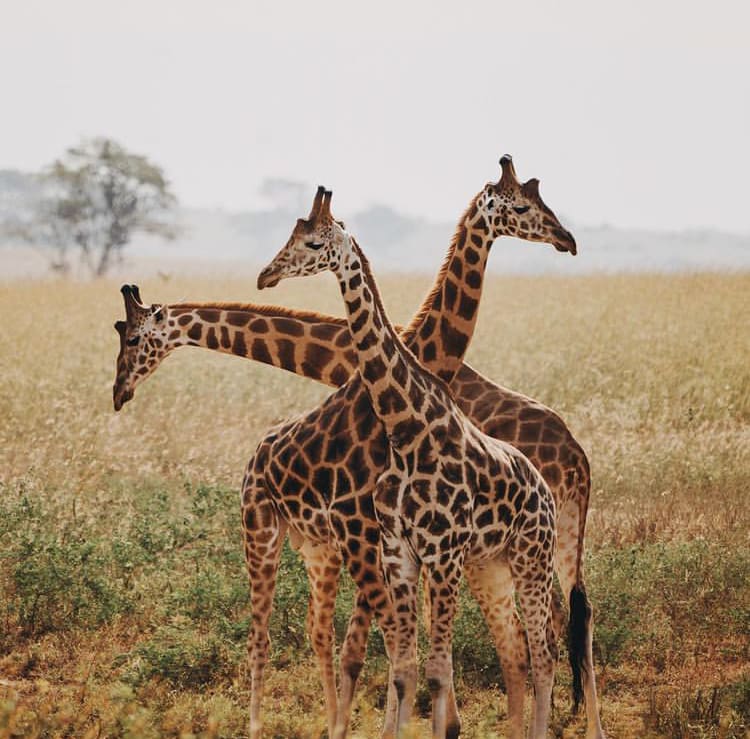 Three young giraffes in the savanna in Murchison Falls National Park