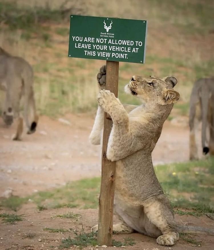 A lion cub playing with a safety sign in a South African national park -10 Tips for Your First Visit to South Africa