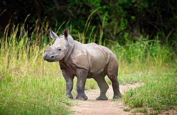 Baby white rhino in Ziwa Rhino Sanctuary