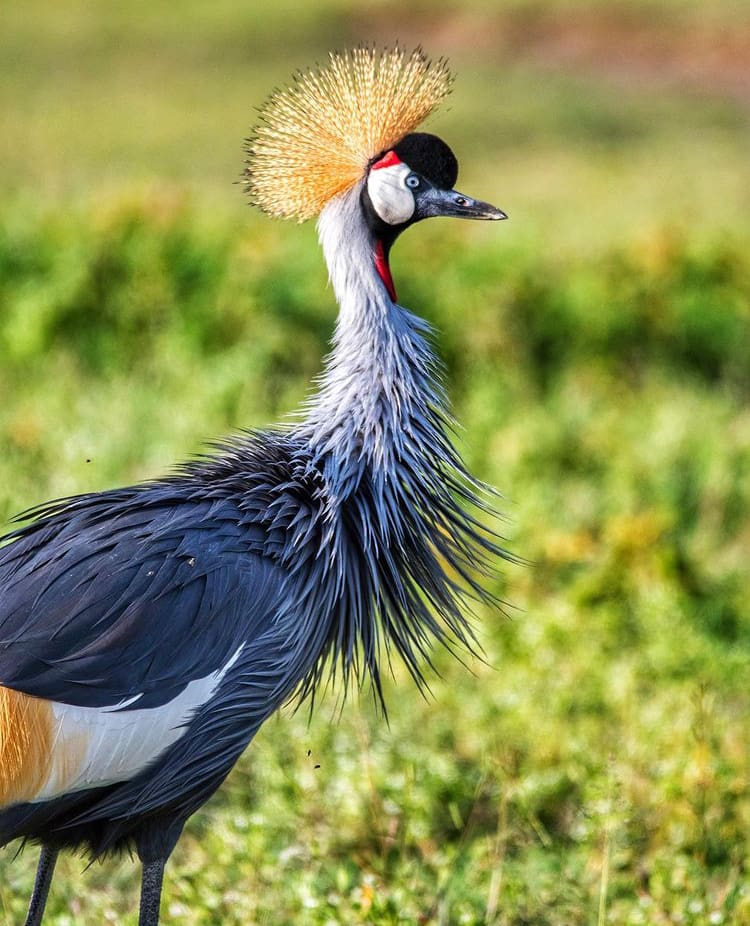 Gray-crowned crane in the Serengeti National Park