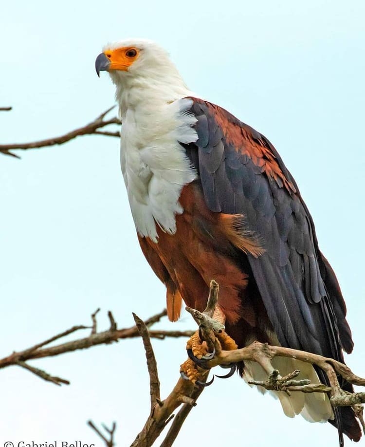 African Fish Eagle perched on a tree