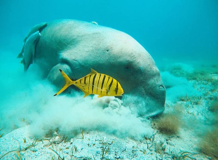 A large mannatee feeds off the sea floor in Marsa Alam