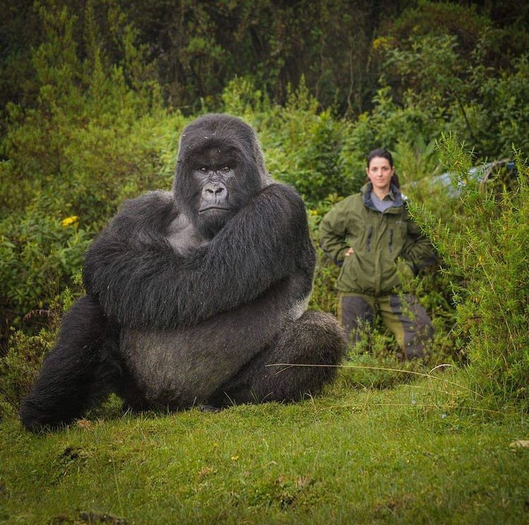 Gorilla and hiker posing for a photograph in the forest - The 12 Best Things To Do in Rwanda