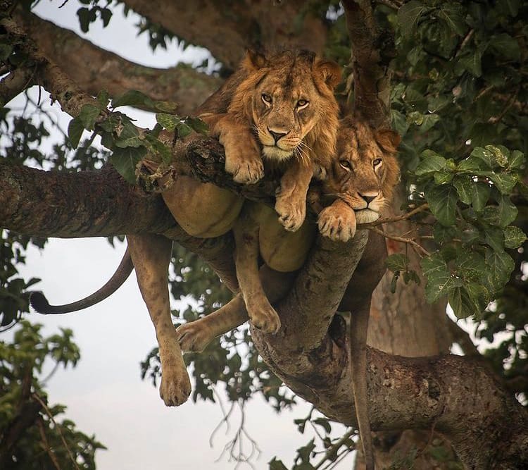 A pair of male lions lying in a tree in Queen Elizabeth National Park - The Wildlife of Uganda 