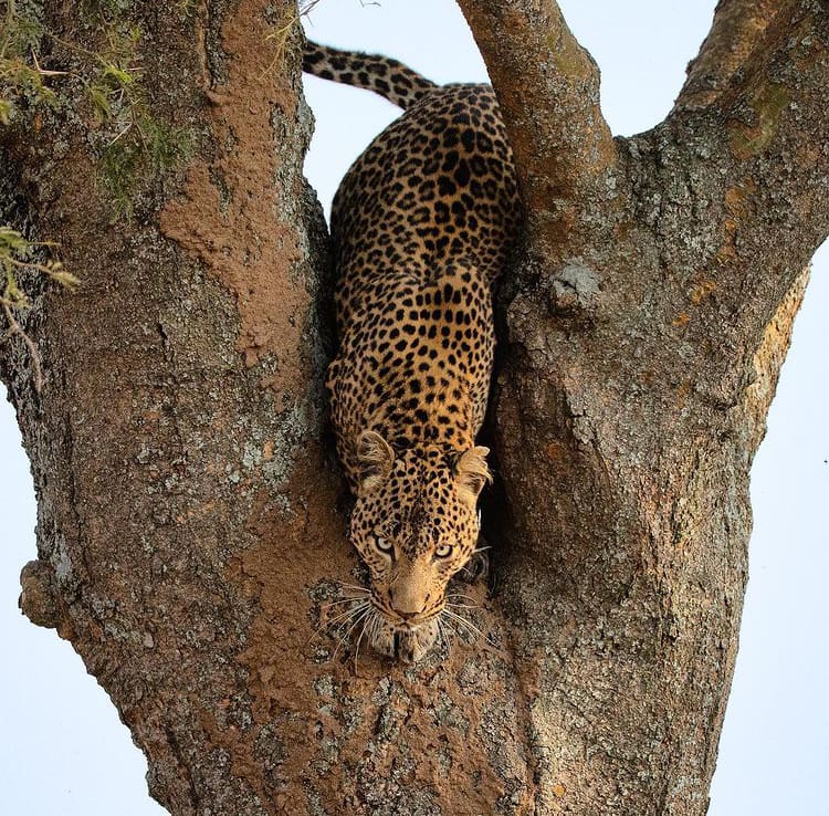 A leopard jumping out of a tree in Queen Elizabeth National Park - The Wildlife of Uganda
