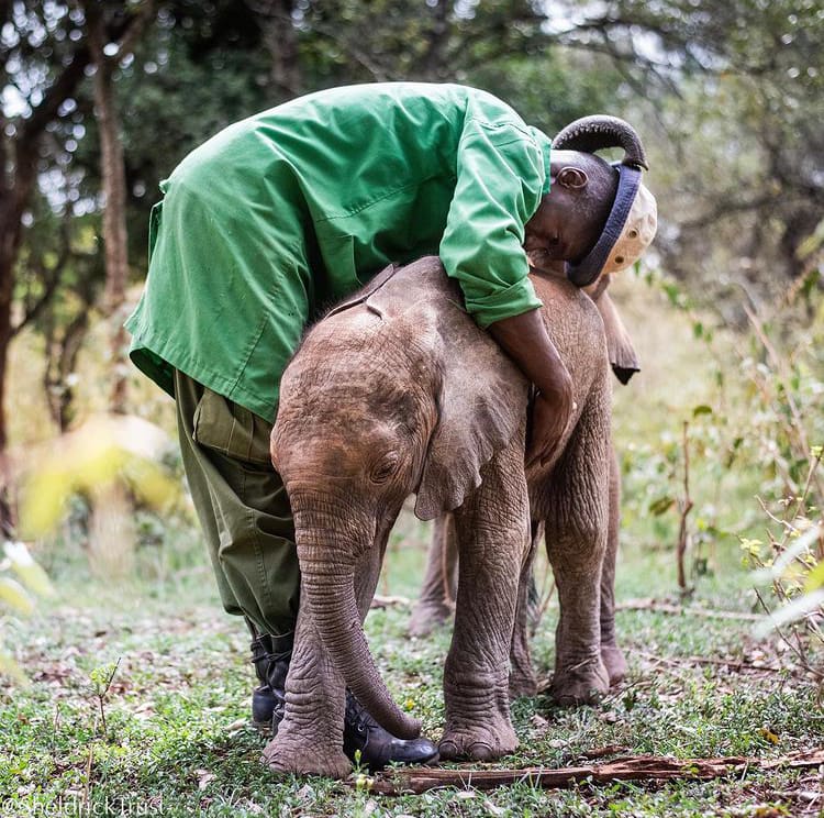 Elephant calf and her surrogate at the Sheldrick Wildlife Trust - The 17 Best Things To Do in Nairobi, Kenya