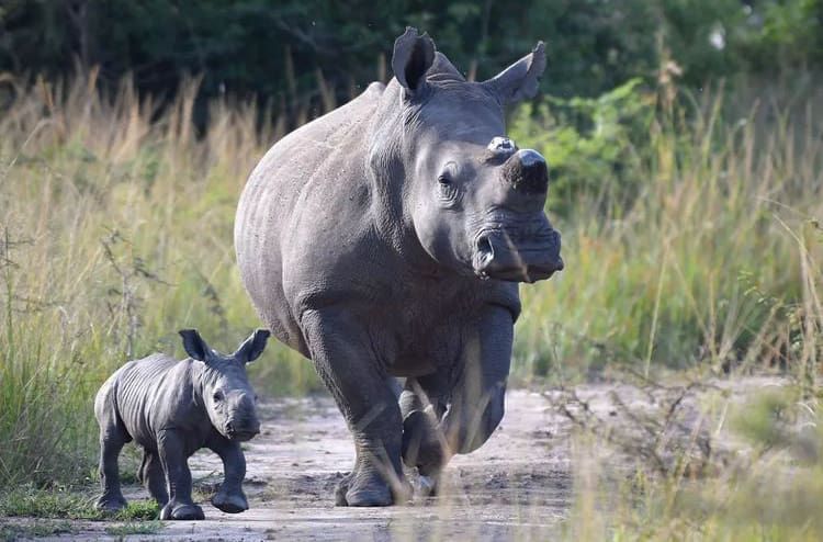 White rhino mother and newborn calf in Akagera National Park