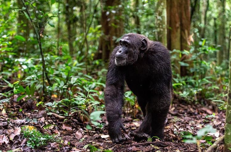 A large male chimpanzee walking along the forest floor in Uganda - The Wildlife of Uganda