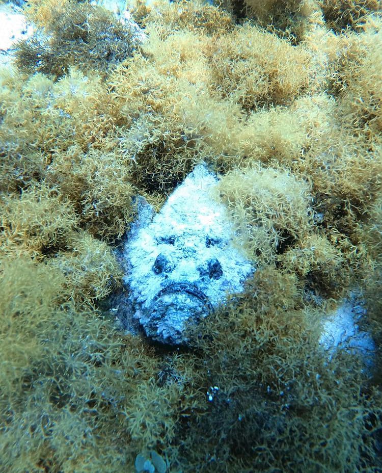 Camoflauged stonefish lying on the sea floor in Dahab, Egypt