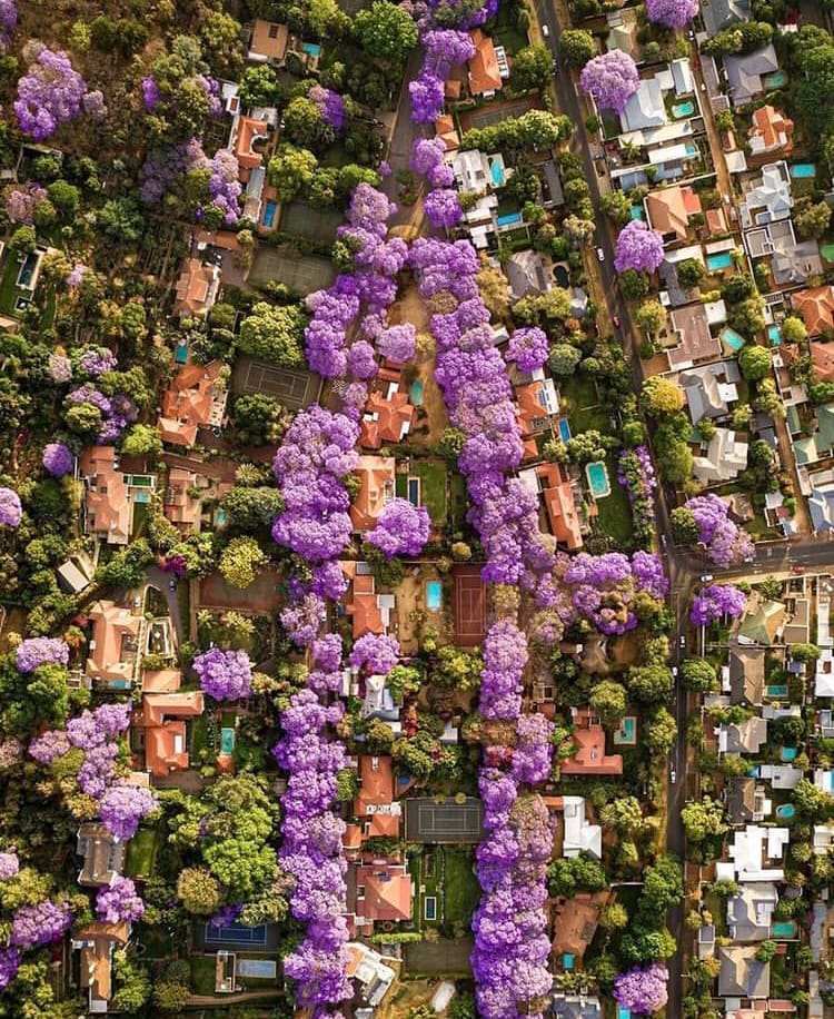 Suburb streets lined with bright-purple Jacaranda trees in Johannesburg, South Africa - 10 Tips for Your First Visit to South Africa