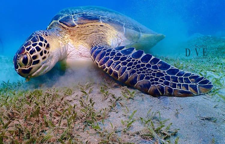 A hungry sea turtle feeding on the ocean floor in Marsa Alam