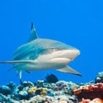 The 10 Best Places to Dive in Egypt