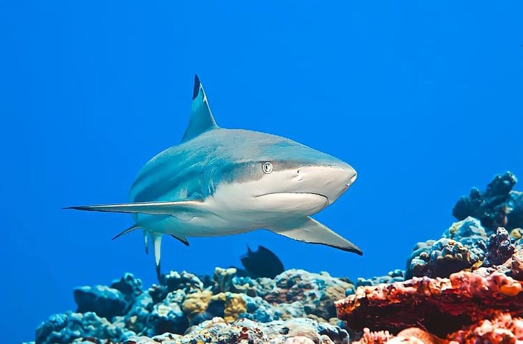 Black tip reef shark swimming through a coral reef in Marsa Alam - The 10 Best Places to Dive in Egypt