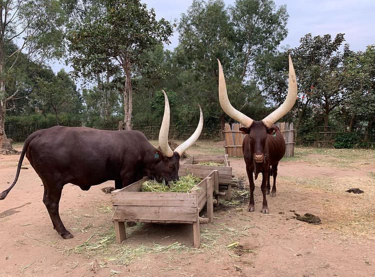 Royal cows with giant horns at King's Palace Museum
