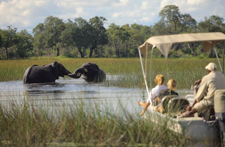 Encountering elephants on a river cruise in the Okavango Delta