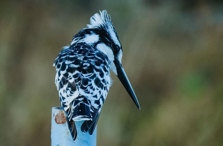 Pied Kingfisher fishing in Moremi Game Reserve