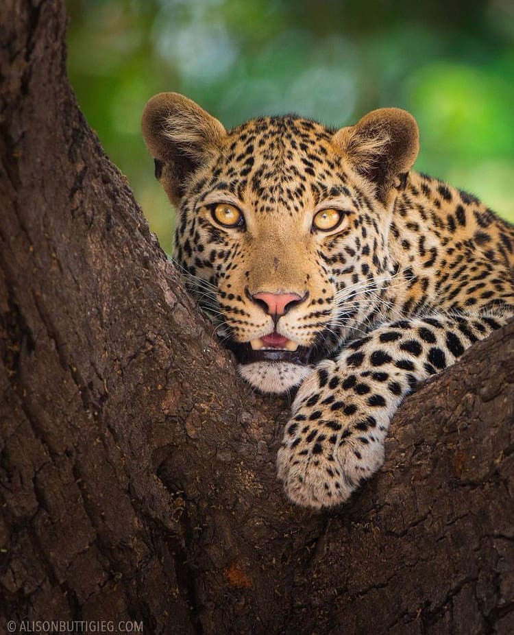 African Leopard in a tree in Chobe National Park
