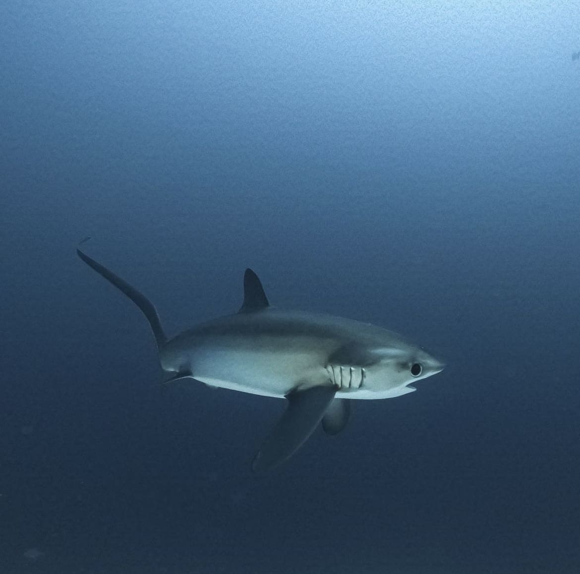 The shy and elusive, Thresher shark in the Maldives