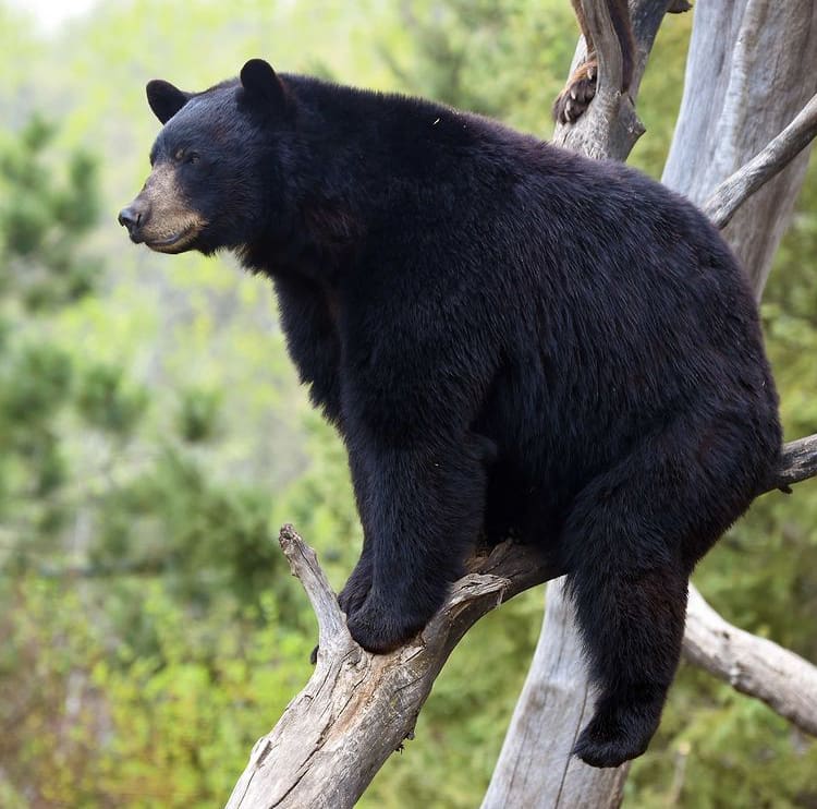 American Black Bear climbing a tree at Zoo Miami