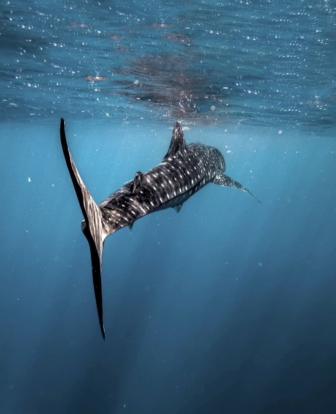 Following a whale shark in the ocean