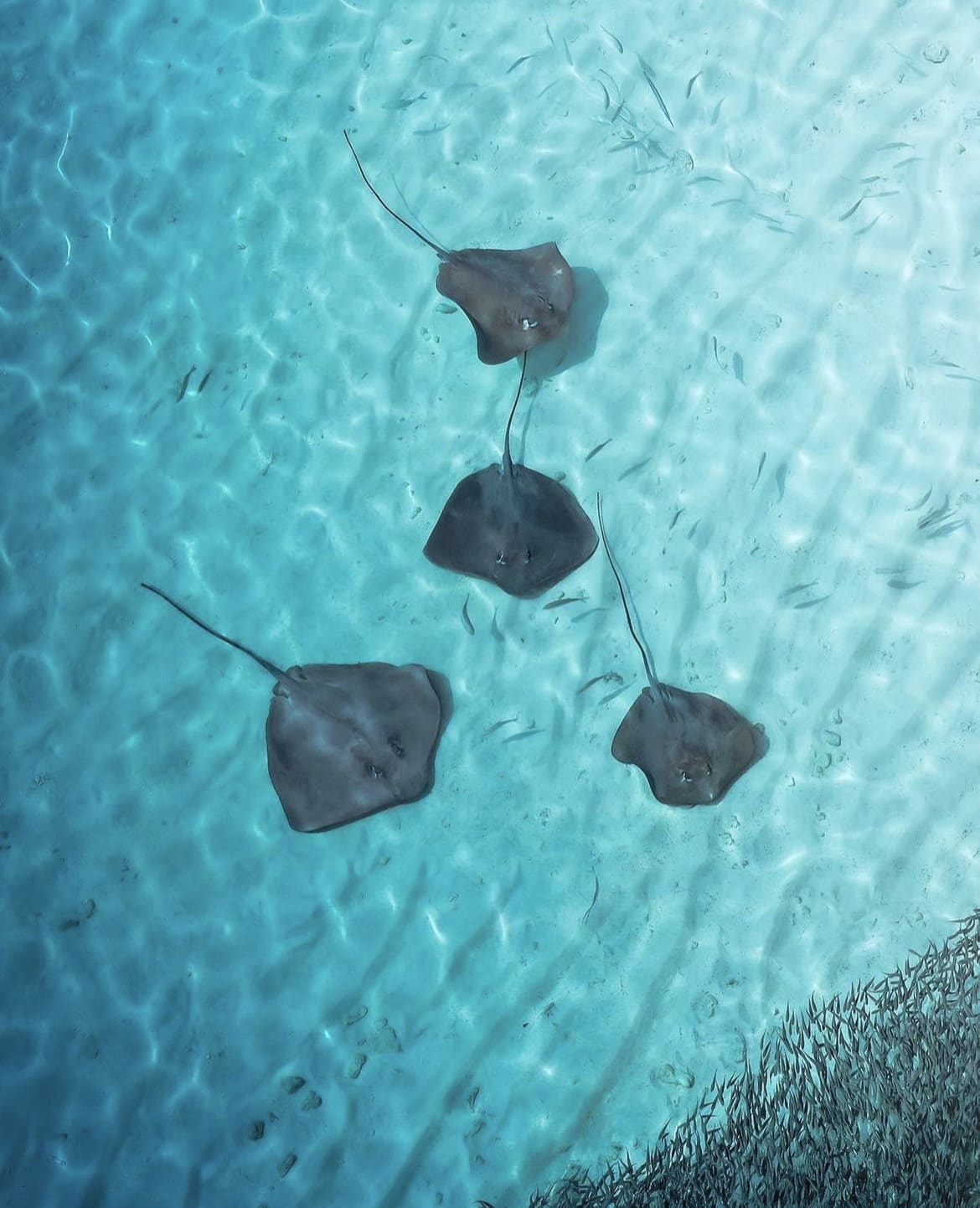 Rays along the ocean floor in the Maldives