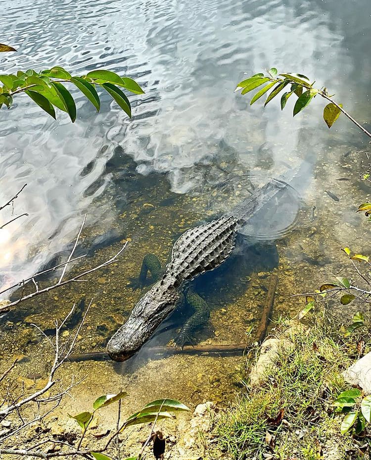 American Alligator relaxes in the shallows in Everglades National Park