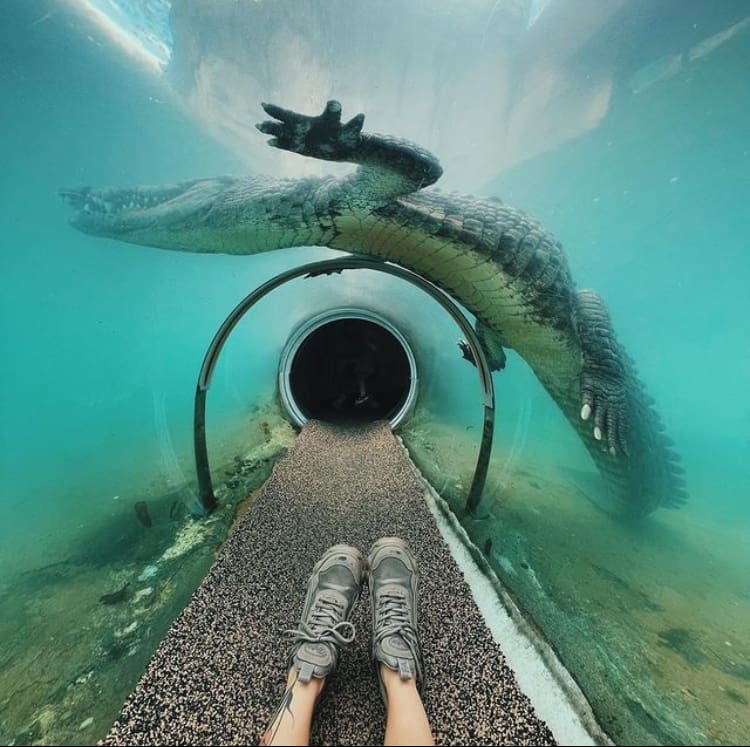 Underwater crocodile encounter at zoo miami