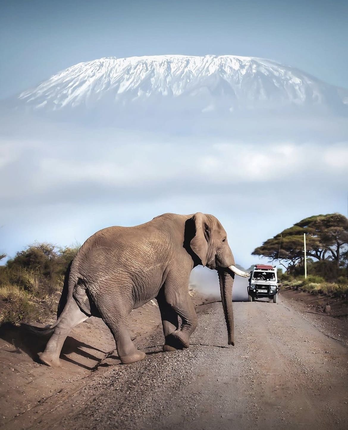 Large Bull Elephant walks in the road in the shadow of Mount Kilimanjaro