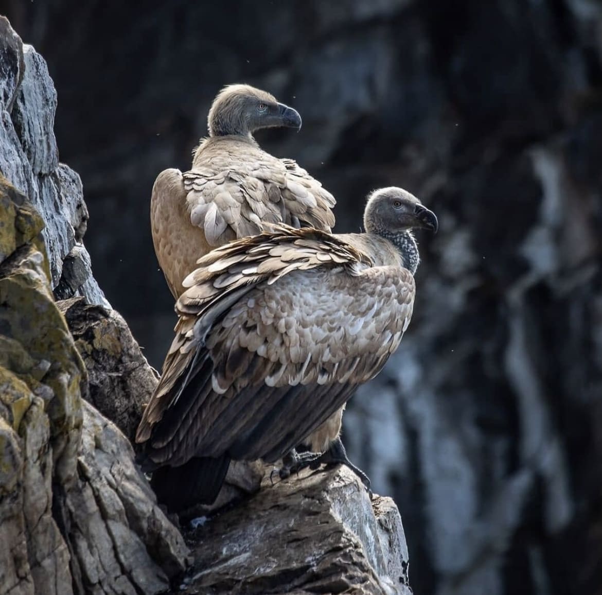 A pair of Cape Vultures resting on a rocky cliff