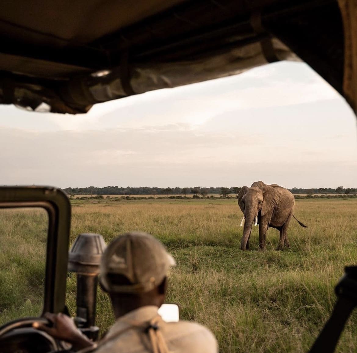 Field guide observing a wild elephant on safari in Kenya