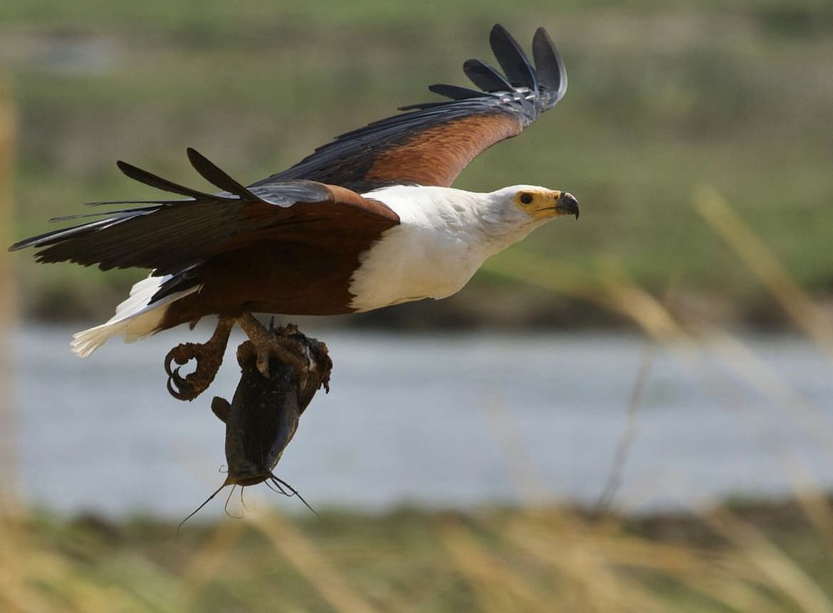 A majestic African Fish Eagle flies off with a fresh catfish catch in its talons
