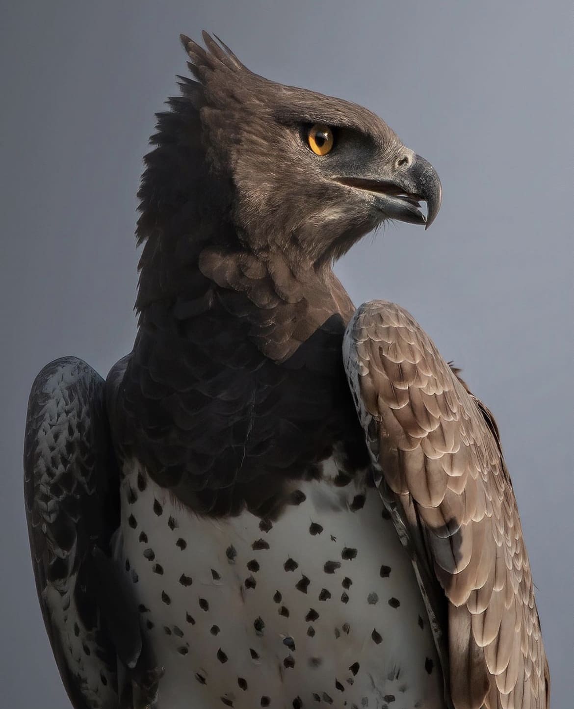 One of the most iconic birds in South Africa - A Martial Eagle looking for prey in the African Bush