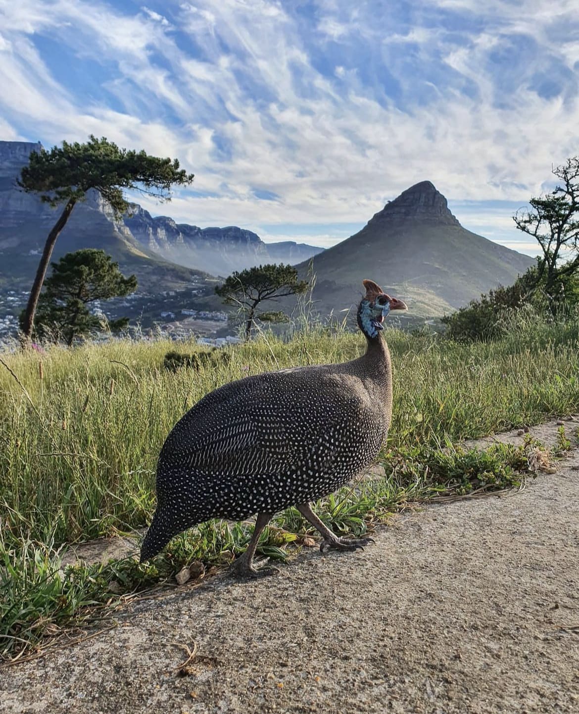 One of the most iconic birds in South Africa - Guinea Fowl walks along a road infront of Lion's Head in Cape Town