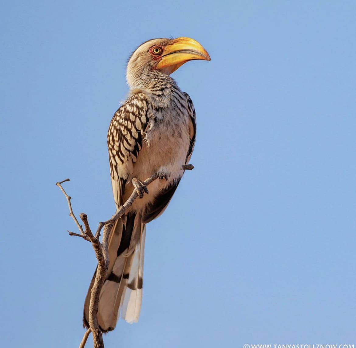 Southern Yellow-billed Hornbill, perched on a tree branch