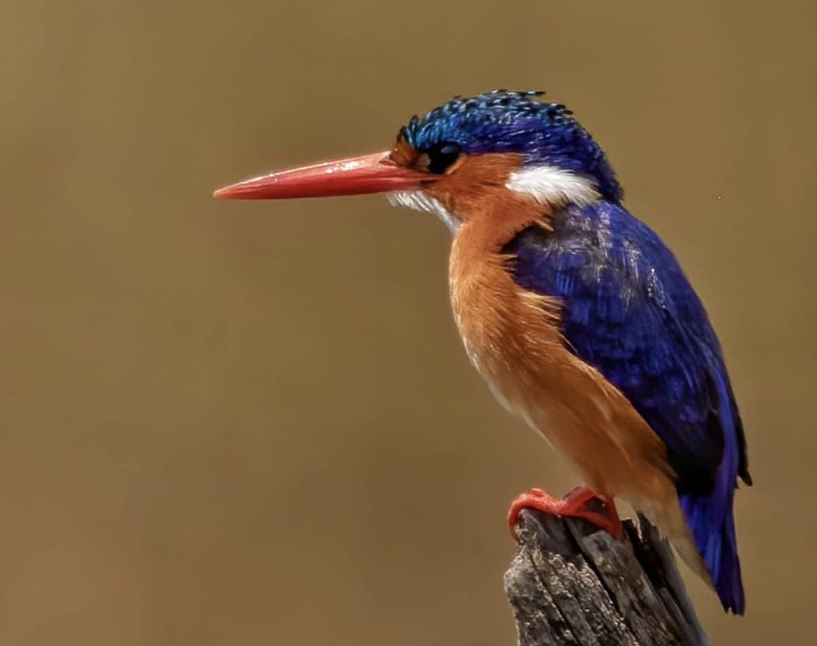 A colourful Malachite Kingfisher perched on a branch in Pilanesberg National Park, South Africa