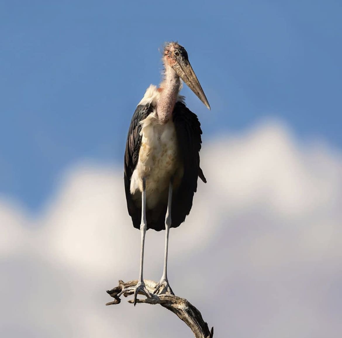 A large Marabou Stork peering down into the savanna from a high branch of a dead tree