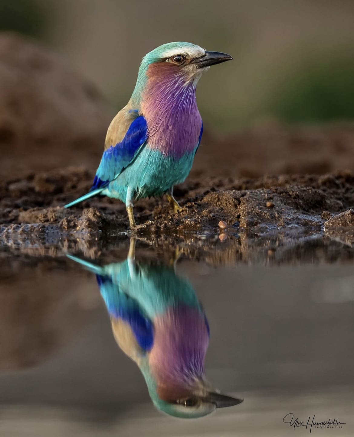 Lilac-breasted roller reflection off a puddle as it approaches to drink