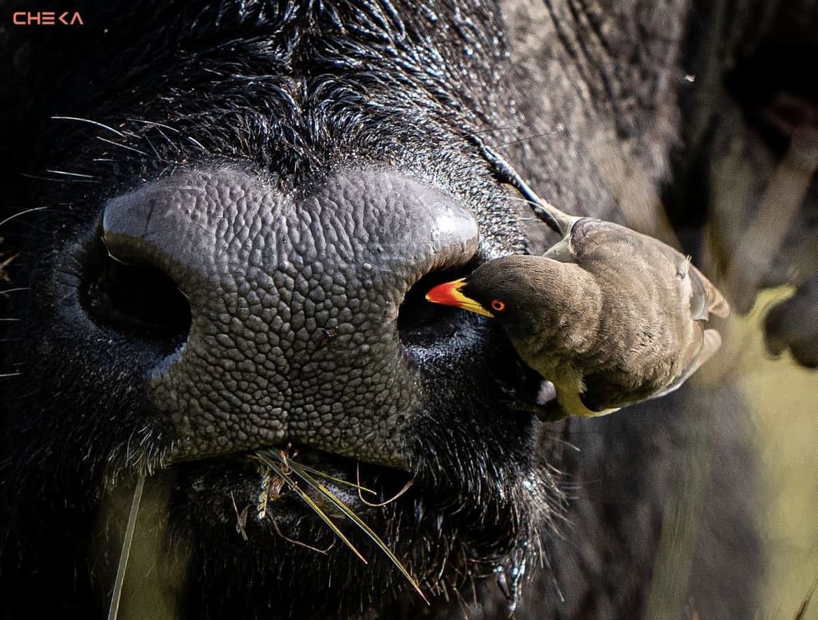 One of the most iconic birds in South Africa - An oxpecker 'digging for diamonds' in an African Buffalo's nose