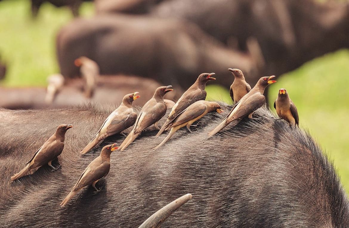A group of red billed oxpeckers congregating on a buffalo's back