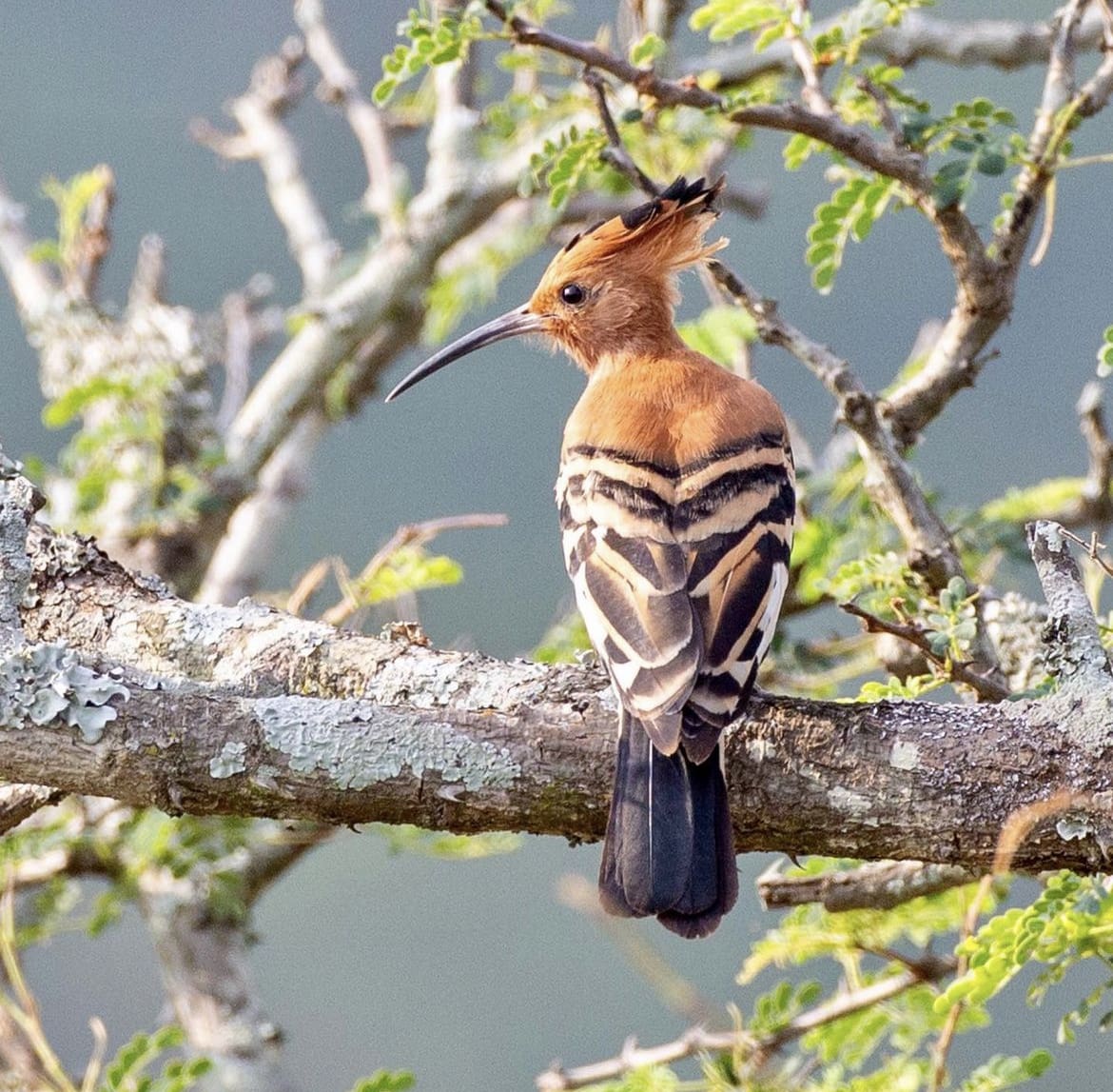 The African Hoopoe perched in a tree